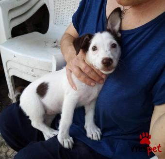 Ράτσα: Τζακ Ράσελ Τεριέ - Jack Russell Terrier | Ηλικία: 3 μηνών | Φύλο: Θηλυκό | Αρ. Microchip: - | Ημίαιμο | Περιοχή: Θεσσαλονίκη, Θεσσαλονίκη