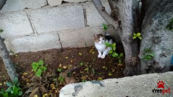 Ράτσα: Άγνωστο - Ημίαιμο | Ηλικία: 2,5 μηνών | Φύλο: Θηλυκό | Αρ. Microchip: - | Περιοχή: Αττική