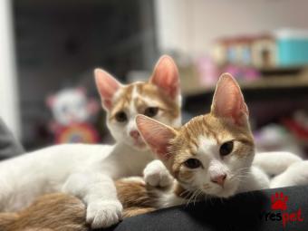 Ράτσα: Άγνωστο - Ημίαιμο | Ηλικία: 5 μηνών | Φύλο: Αρσενικό | Αρ. Microchip: - | Περιοχή: Πολίχνη, Θεσσαλονίκη