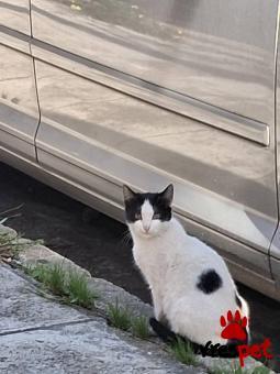 Ράτσα: Άγνωστο - Ημίαιμο | Ηλικία: 6 μηνών | Φύλο: Θηλυκό | Αρ. Microchip: 000000000000000000000 | Ημίαιμο | Περιοχή: Χαϊδάρι, Αττική