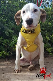 Ράτσα: Πίτ μπούλ - pitbull | Ηλικία: 5 μηνών | Φύλο: Αρσενικό | Αρ. Microchip: 0 | Ημίαιμο | Περιοχή: Γλυφάδα, Αττική