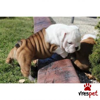 Ράτσα: Αγγλικό Μπουλντόγκ - English Bulldog | Ηλικία: 3 μηνών | Φύλο: Θηλυκό | Αρ. Microchip: 902208440208000 | Ιδιώτης | Εκπαιδευμένο | Pedigree | Περιοχή: Αθήνα, Αττική