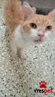 Ράτσα: Άγνωστο - Ημίαιμο | Ηλικία: 2 ετών | Φύλο: Αρσενικό | Αρ. Microchip: 000000000000000000000 | Ημίαιμο | Περιοχή: Χαϊδάρι, Αττική