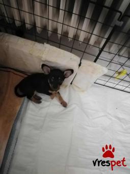 Ράτσα: Τσιχουάουα - Chihuahua | Ηλικία: 2 μηνών | Φύλο: Αρσενικό | Αρ. Microchip: 0007654443 | Ιδιώτης | Περιοχή: Βέροια, Μακεδονία