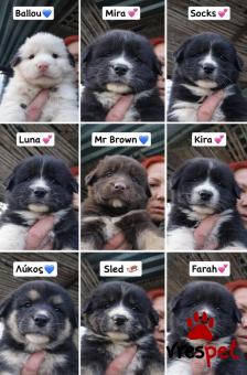 Ράτσα: Άγνωστο - Ημίαιμο | Ηλικία: 2 μηνών | Φύλο: Αρσενικό | Αρ. Microchip: 00000000000000 | Περιοχή: Θερμαϊκός, Θεσσαλονίκη