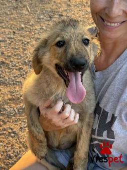 Ράτσα: Άγνωστο - Ημίαιμο | Ηλικία: 4 μηνών | Φύλο: Θηλυκό | Αρ. Microchip: 000000000000008 | Περιοχή: Καλύβια Θορικού, Αττική