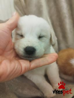 Ράτσα: Άγνωστο - Ημίαιμο | Ηλικία: 2 μηνών | Φύλο: Αρσενικό | Αρ. Microchip: 000000000000008 | Περιοχή: Καλύβια Θορικού, Αττική