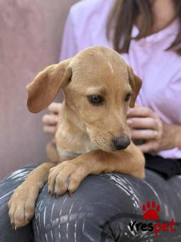 Ράτσα: Άγνωστο - Ημίαιμο | Ηλικία: 3 μηνών | Φύλο: Αρσενικό | Αρ. Microchip: 000000000000008 | Περιοχή: Καλύβια Θορικού, Αττική