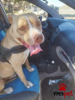Ράτσα: Πίτ μπούλ - pitbull | Ηλικία: 5+ | Φύλο: Αρσενικό | Αρ. Microchip: 000000000000008 | Περιοχή: Καλύβια Θορικού, Αττική
