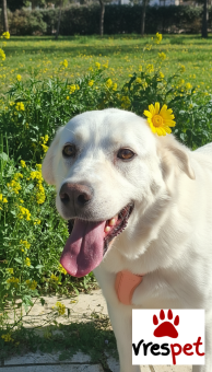 Ράτσα: Λαμπραντόρ - Labrador | Ηλικία: 3 ετών | Φύλο: Θηλυκό | Αρ. Microchip: 0 | Ημίαιμο | Περιοχή: Γλυφάδα, Αττική