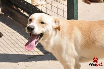 Ράτσα: Λαμπραντόρ - Labrador | Ηλικία: 1 έτους | Φύλο: Αρσενικό | Αρ. Microchip: 9694502221200003258 | Ημίαιμο | Περιοχή: Σαρωνικός, Αττική