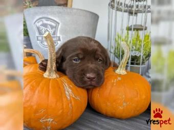 Ράτσα: Λαμπραντόρ - Labrador | Ηλικία: 3 μηνών | Φύλο: Αρσενικό | Αρ. Microchip: 5769897580676 | Περιοχή: Αττική