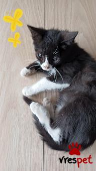 Ράτσα: Γάτα του Αιγαίου | Ηλικία: 2 μηνών | Φύλο: Αρσενικό | Αρ. Microchip: 0000000000 | Ιδιώτης | Περιοχή: Θεσσαλονίκη, Θεσσαλονίκη