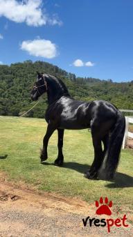 Άλογα-Πόνυ | Είδος: Ζώα | Υποπεριοχή:  | Περιοχή: Αθήνα, Αττική