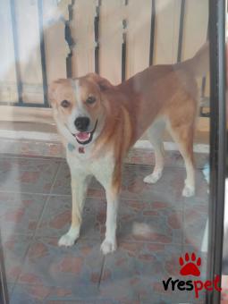 Ράτσα: Άγνωστο - Ημίαιμο | Ηλικία: 4 ετών | Φύλο: Θηλυκό | Αρ. Microchip: 900111881302064 | Περιοχή: Αττική