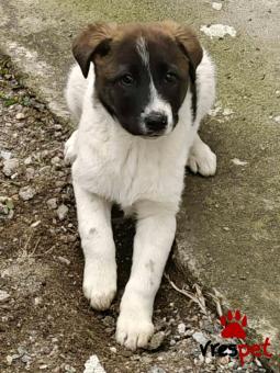 Ράτσα: Άγνωστο - Ημίαιμο | Ηλικία: 4 μηνών | Φύλο: Θηλυκό | Αρ. Microchip: - | Περιοχή: Κιλκίς, Μακεδονία