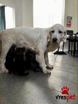 Ράτσα: Άγνωστο - Ημίαιμο | Ηλικία: 2 μηνών | Φύλο: Αρσενικό | Αρ. Microchip: 000000000000 | Περιοχή: Νέα Σμύρνη, Αττική