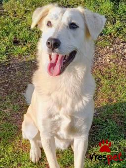 Ράτσα: Άγνωστο - Ημίαιμο | Ηλικία: 1 έτους | Φύλο: Αρσενικό | Αρ. Microchip: - | Περιοχή: Κιλκίς, Μακεδονία