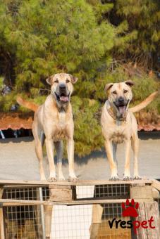 Ράτσα: Σαρ Πέι - Shar pei | Ηλικία: 3 ετών | Φύλο: Αρσενικό | Αρ. Microchip: 900163000075957 | Περιοχή: Νέα Σμύρνη, Αττική