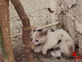 Ράτσα: Άγνωστο - Ημίαιμο | Ηλικία: 2 μηνών | Φύλο: Αρσενικό | Αρ. Microchip: 000000000000000000000 | Ημίαιμο | Περιοχή: Χαϊδάρι, Αττική