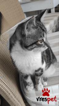 Ράτσα: Γάτα του Αιγαίου | Ηλικία: 8 μηνών | Φύλο: Θηλυκό | Αρ. Microchip: 000000000000 | Ιδιώτης | Περιοχή: Θεσσαλονίκη, Θεσσαλονίκη