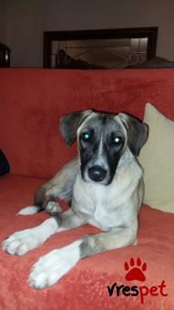 Ράτσα: Άγνωστο - Ημίαιμο | Ηλικία: 6 μηνών | Φύλο: Θηλυκό | Αρ. Microchip: 0 | Περιοχή: Θεσσαλονίκη