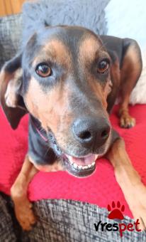 Ράτσα: Άγνωστο - Ημίαιμο | Ηλικία: 2 ετών | Φύλο: Θηλυκό | Αρ. Microchip: 900233004303778 | Περιοχή: Θέρμη, Θεσσαλονίκη