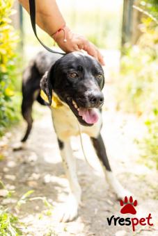 Ράτσα: Άλλη Ράτσα | Ηλικία: 2 ετών | Φύλο: Αρσενικό | Αρ. Microchip: 00000000000000 | Περιοχή: Θερμαϊκός, Θεσσαλονίκη