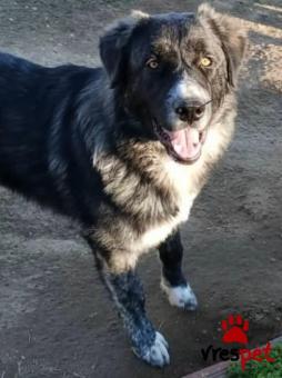 Ράτσα: Άγνωστο - Ημίαιμο | Ηλικία: 7 μηνών | Φύλο: Αρσενικό | Αρ. Microchip: 0000000 | Περιοχή: Κορδελιό Εύοσμος, Θεσσαλονίκη