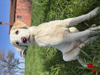 Ράτσα: Άγνωστο - Ημίαιμο | Ηλικία: 4 μηνών | Φύλο: Αρσενικό | Αρ. Microchip: 0 | Ημίαιμο | Περιοχή: Σέρρες, Μακεδονία