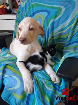 Ράτσα: Λαμπραντόρ - Labrador | Ηλικία: 3 μηνών | Φύλο: Αρσενικό | Αρ. Microchip: 9012362545478 | Ημίαιμο | Περιοχή: Λαυρεωτική, Αττική
