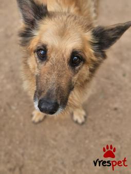 Ράτσα: Άγνωστο - Ημίαιμο | Ηλικία: 5+ | Φύλο: Θηλυκό | Αρ. Microchip: - | Περιοχή: Νέα Σμύρνη, Αττική