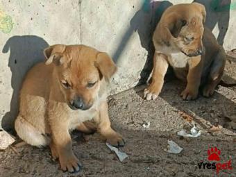 Ράτσα: Άγνωστο - Ημίαιμο | Ηλικία: 2 μηνών | Φύλο: Θηλυκό | Αρ. Microchip: 0000000 | Περιοχή: Κορδελιό Εύοσμος, Θεσσαλονίκη