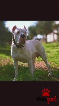 Ράτσα: Ντόγκο Αρζεντίνο - Dogo Argentino | Ηλικία: 4 ετών | Φύλο: Αρσενικό | Αρ. Microchip: Δεν υπάρχει | Για ζευγάρωμα | Περιοχή: Ασπρόπυργος, Αττική