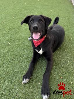 Ράτσα: Λαμπραντόρ - Labrador | Ηλικία: 8 μηνών | Φύλο: Θηλυκό | Αρ. Microchip: 0 | Ημίαιμο | Περιοχή: Γλυφάδα, Αττική