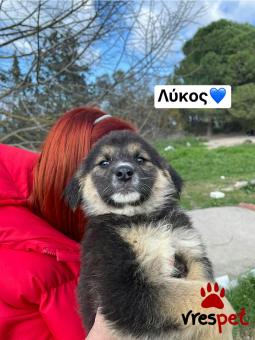 Ράτσα: Άγνωστο - Ημίαιμο | Ηλικία: 2,5 μηνών | Φύλο: Αρσενικό | Αρ. Microchip: 00000000000000 | Περιοχή: Θερμαϊκός, Θεσσαλονίκη