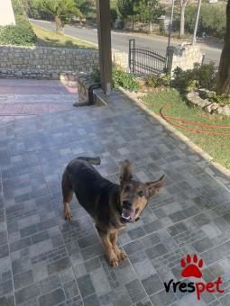 Ράτσα: Βελγικός Ποιμενικός Μαλινουά - Belgian Malinois | Ηλικία: 8 μηνών | Φύλο: Αρσενικό | Αρ. Microchip: - | Περιοχή: Ηράκλειο, Κρήτη