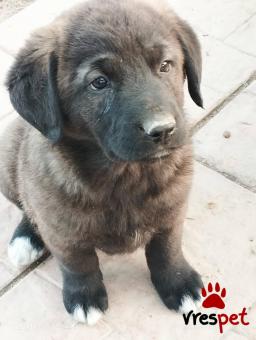 Ράτσα: Άγνωστο - Ημίαιμο | Ηλικία: 2 μηνών | Φύλο: Θηλυκό | Αρ. Microchip: 0000000000000000000000000000000000 | Περιοχή: Διόν Όλυμπος, Μακεδονία