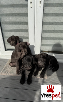Ράτσα: Μεγάλος Δανίας - Great Dane | Ηλικία: 4 μηνών | Φύλο: Αρσενικό | Αρ. Microchip: 54744547848400 | Ιδιώτης | Pedigree | Περιοχή: Αθήνα, Αττική