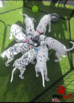 Ράτσα: Δαλματίας - Dalmatian | Ηλικία: 2,5 μηνών | Φύλο: Θηλυκό | Αρ. Microchip: 9747754690226 | Ιδιώτης | Εκπαιδευμένο | Pedigree | Περιοχή: Αττική