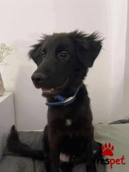Ράτσα: Βελγικός Ποιμενικός - Belgian Sheepdog | Ηλικία: 7 μηνών | Φύλο: Αρσενικό | Αρ. Microchip: 0 | Ημίαιμο | Περιοχή: Γλυφάδα, Αττική