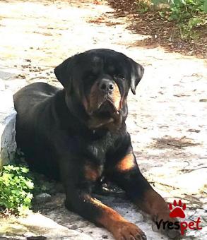 Ράτσα: Ροτβάϊλερ - Rottweiler | Ηλικία: 4 μηνών | Φύλο: Αρσενικό | Αρ. Microchip: 676885677576767767 | Περιοχή: Σαρωνικός, Αττική