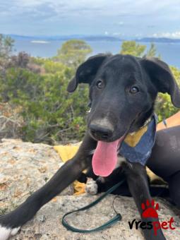 Ράτσα: Άγνωστο - Ημίαιμο | Ηλικία: 5 μηνών | Φύλο: Αρσενικό | Αρ. Microchip: - | Περιοχή: Νέα Σμύρνη, Αττική