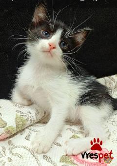 Ράτσα: Άγνωστο - Ημίαιμο | Ηλικία: 2 μηνών | Φύλο: Αρσενικό | Αρ. Microchip: 90000000000000000 | Περιοχή: Πεύκη, Αττική