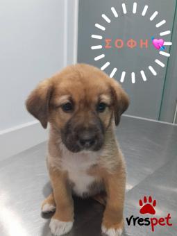 Ράτσα: Άγνωστο - Ημίαιμο | Ηλικία: 3 μηνών | Φύλο: Θηλυκό | Αρ. Microchip: 000000000000000000000 | Ημίαιμο | Περιοχή: Χαϊδάρι, Αττική