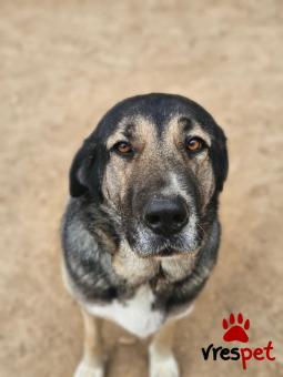 Ράτσα: Άγνωστο - Ημίαιμο | Ηλικία: 5+ | Φύλο: Θηλυκό | Αρ. Microchip: - | Περιοχή: Νέα Σμύρνη, Αττική