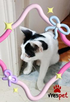 Ράτσα: Γάτα του Αιγαίου | Ηλικία: 2 μηνών | Φύλο: Αρσενικό | Αρ. Microchip: 000000000000 | Ιδιώτης | Περιοχή: Θεσσαλονίκη, Θεσσαλονίκη