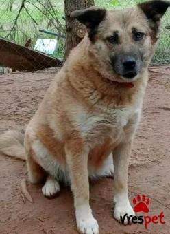 Ράτσα: Άγνωστο - Ημίαιμο | Ηλικία: 5+ | Φύλο: Θηλυκό | Αρ. Microchip: - | Περιοχή: Κιλκίς, Μακεδονία