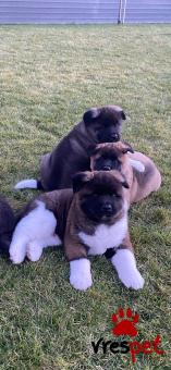 Ράτσα: Ακίτα Γιαπωνέζικος - Akita inu | Ηλικία: 2,5 μηνών | Φύλο: Αρσενικό | Αρ. Microchip: 985113061734721 | Ιδιώτης | Εκπαιδευμένο | Pedigree | Περιοχή: Αθήνα, Αττική