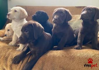 Ράτσα: Λαμπραντόρ - Labrador | Ηλικία: 3 μηνών | Φύλο: Θηλυκό | Αρ. Microchip: 879451655423580 | Ιδιώτης | Εκπαιδευμένο | Pedigree | Περιοχή: Ιωάννινα, Ήπειρος